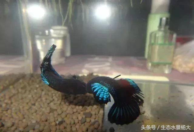 揭秘你不知道的江湖,你不知道的江湖