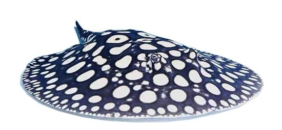 魟鱼大规模养殖,魟鱼的养殖前景