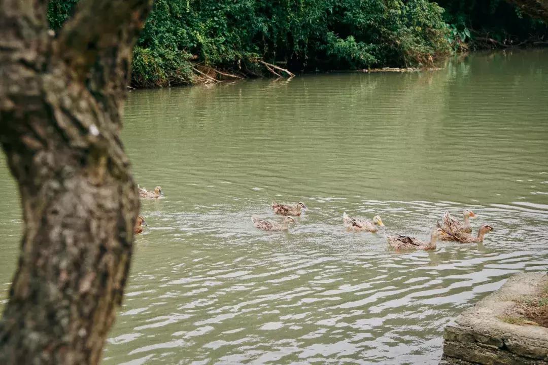 贵阳文凡状元别院有多少间房间,贵阳青岩文凡花间堂状元别院门票