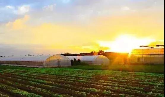 未来农业创业的机会在哪里,农业创业10大陷阱