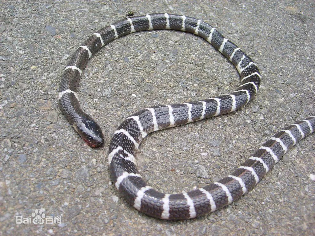 21岁女子被银环蛇咬死,女子购银环蛇被咬死