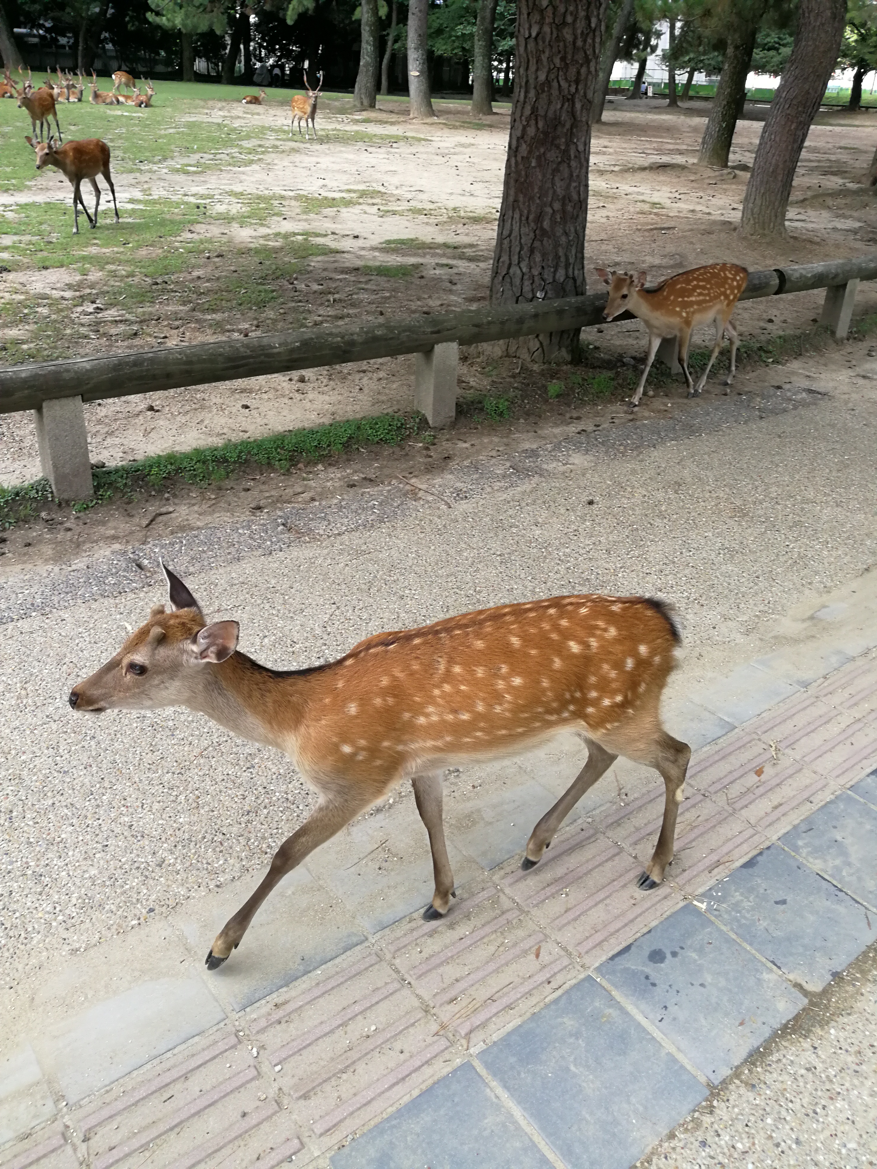 日本奈良亲子旅拍,日本游奈良小鹿