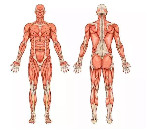 经常跑步的人需要补充什么营养吗,经常跑步锻炼的人需要准备什么