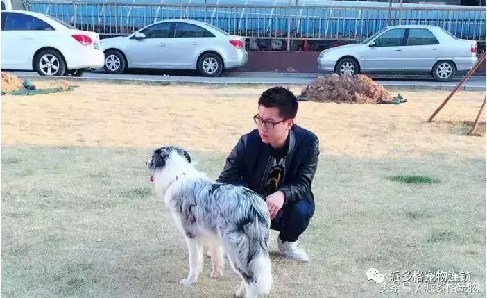 派多格宠物美容教程视频,派多格宠物用品有限公司