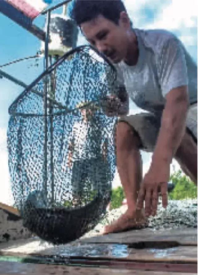 武汉江鱼哪个最好吃,实拍江鳊吃口