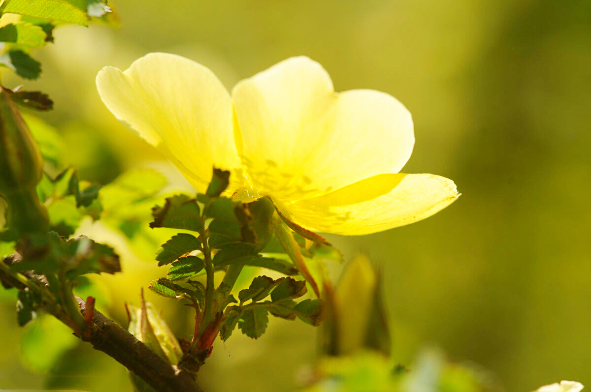 黄刺玫ll不与千红竞彩妆，黄金万朵溢芬芳