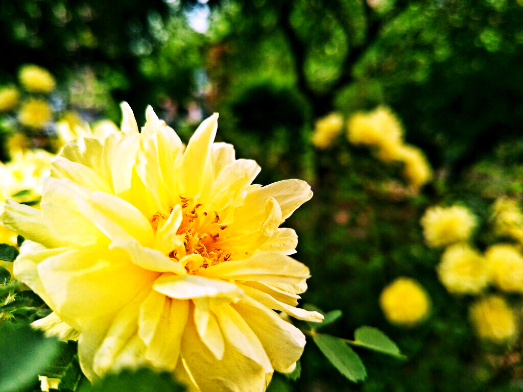 黄刺玫ll不与千红竞彩妆，黄金万朵溢芬芳