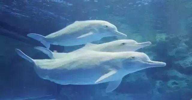 深圳免费景区一览表,深圳国际艺术博览会免费门票