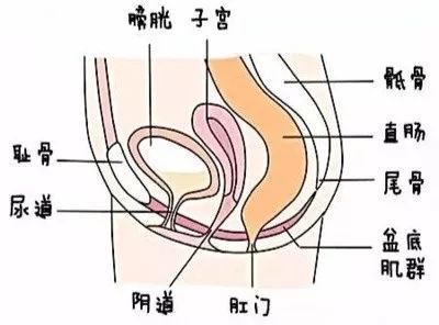 产后修复怎么越做越松,产后修复越来越松