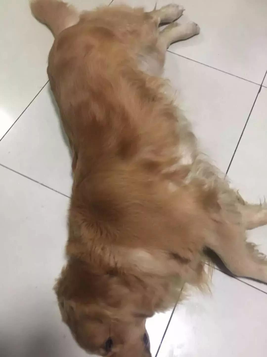 老狗死前的症状,老狗临死前有什么前兆