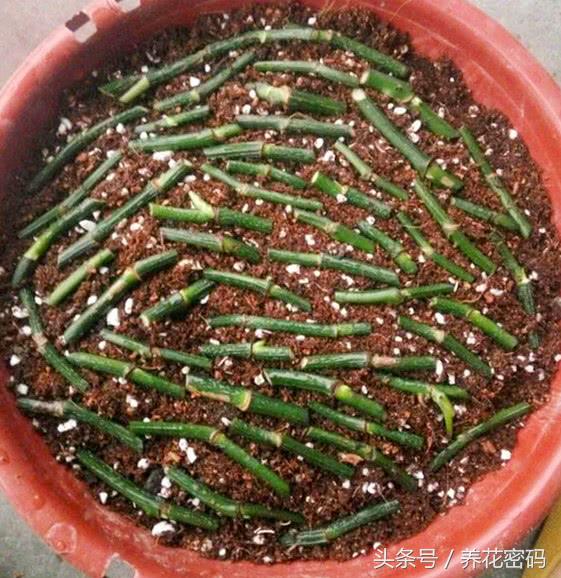 快死的绿萝这样做，救活是分分钟的事