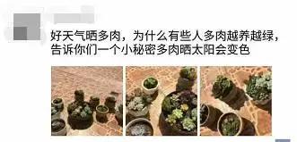 毛骨悚然！淄博家有养多肉的人快看，特别是有小孩的……