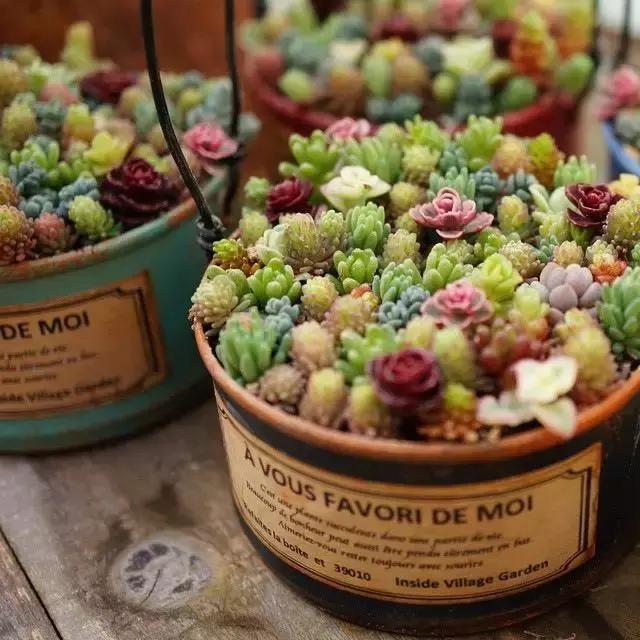 毛骨悚然！淄博家有养多肉的人快看，特别是有小孩的……