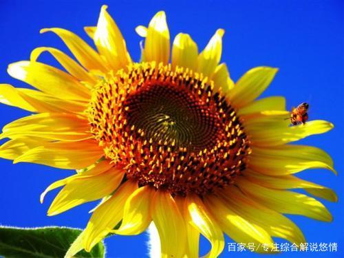 向日葵鲜花如何保鲜,向日葵鲜花怎么养护不烂根