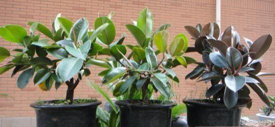 橡皮树生长小技巧,橡皮树生长的各个阶段