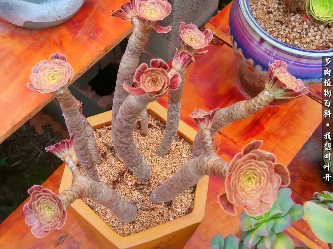 最好养的法师有哪几种,哪种法师既好看又好养