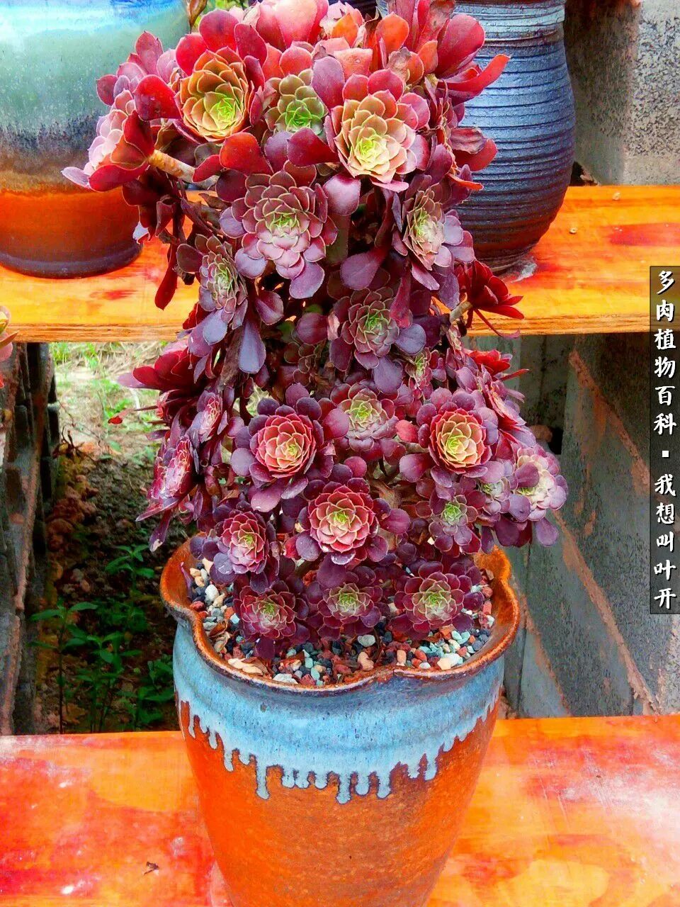 最好养的法师有哪几种,哪种法师既好看又好养