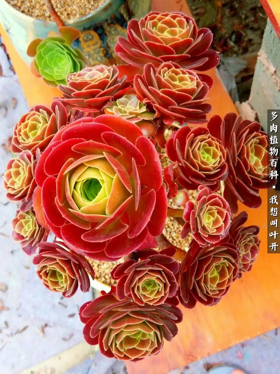 最好养的法师有哪几种,哪种法师既好看又好养