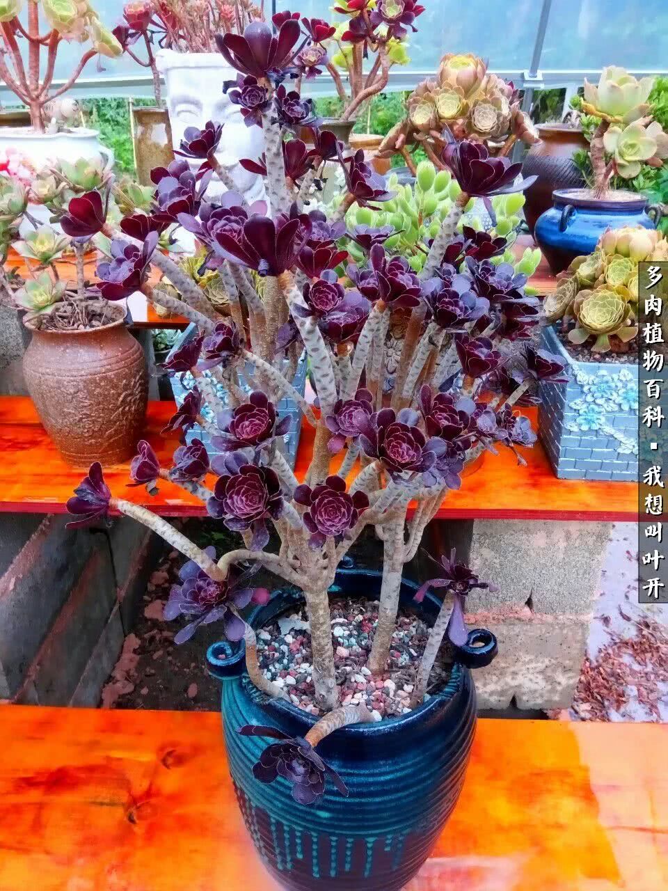 最好养的法师有哪几种,哪种法师既好看又好养