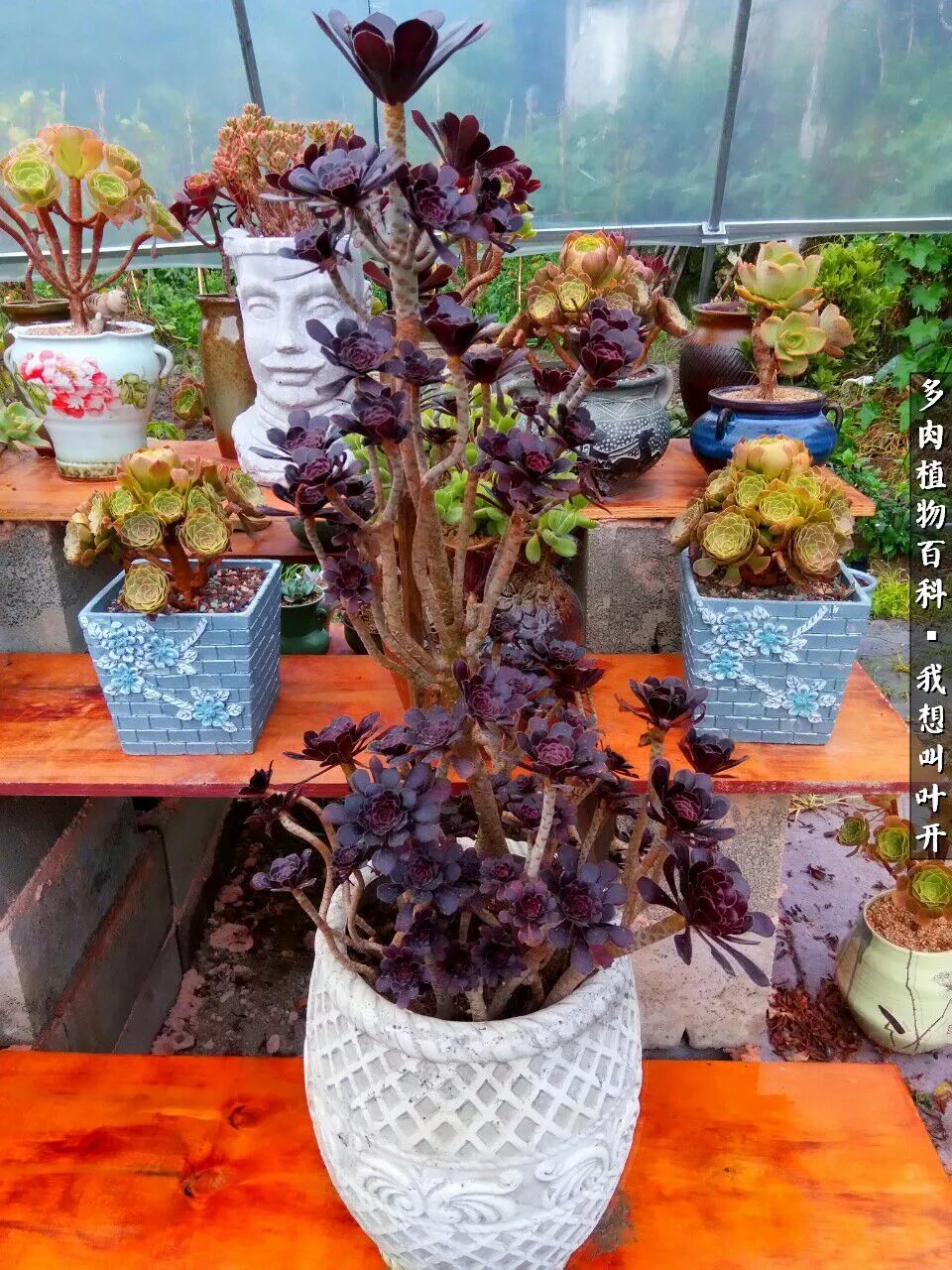 最好养的法师有哪几种,哪种法师既好看又好养