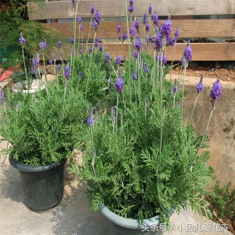 熏衣草家庭如何养殖,熏衣草怎样种植