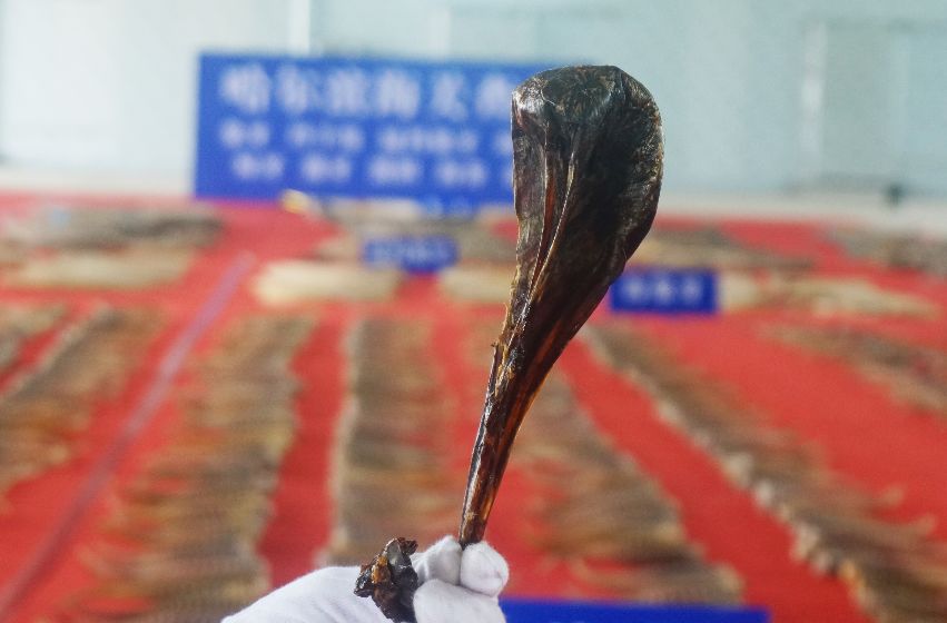 一车发霉的大豆竟“值”1.06亿！哈尔滨查获特大*私走**案