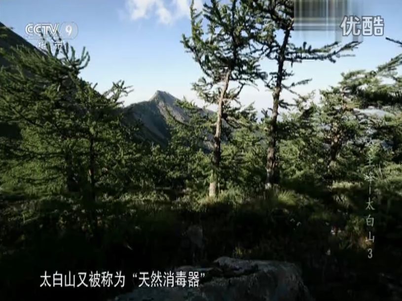 十大珍稀植物药用,太白山名贵中草药