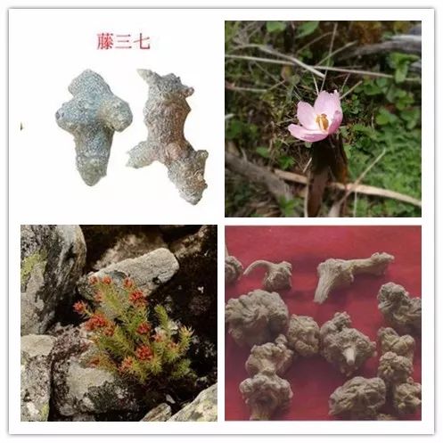 十大珍稀植物药用,太白山名贵中草药