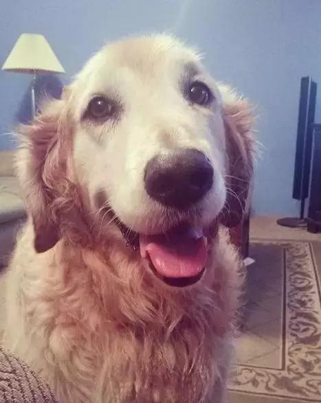 金毛行为的异常,金毛有异常怪异行为要留心