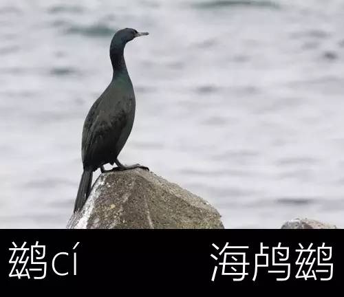 璁よ瘑楦熷瓧,楦熺殑16涓父瑙佸瓧