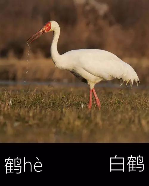 带你认识几个主播,带你认识几种常见的野菜