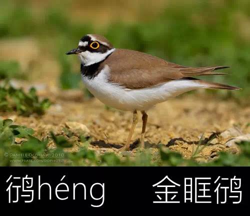 带你认识几个主播,带你认识几种常见的野菜