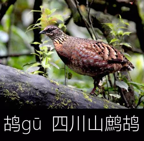 带你认识几个主播,带你认识几种常见的野菜