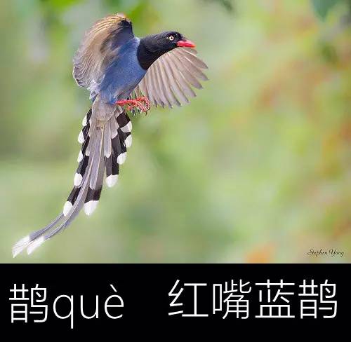 带你认识几个主播,带你认识几种常见的野菜