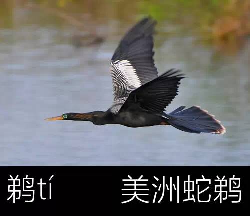 带你认识几个主播,带你认识几种常见的野菜