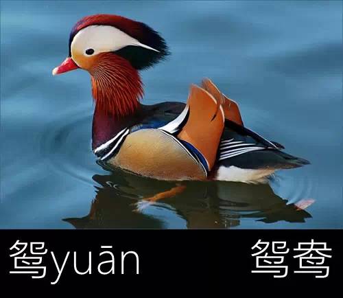 带你认识几个主播,带你认识几种常见的野菜