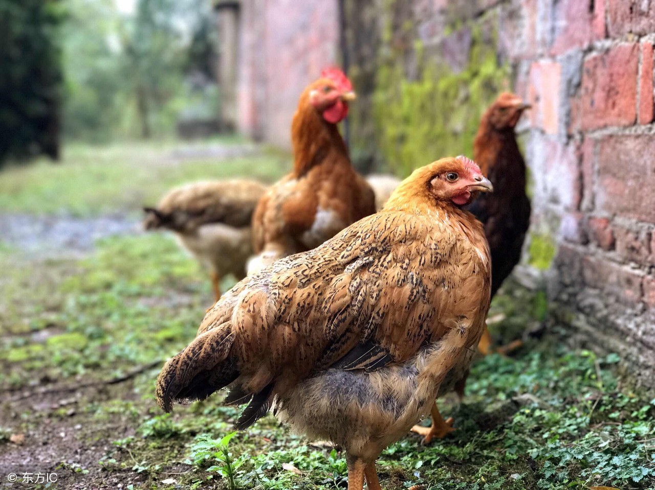 生肖鸡的一生财运都极强,生肖鸡运程一生的运气
