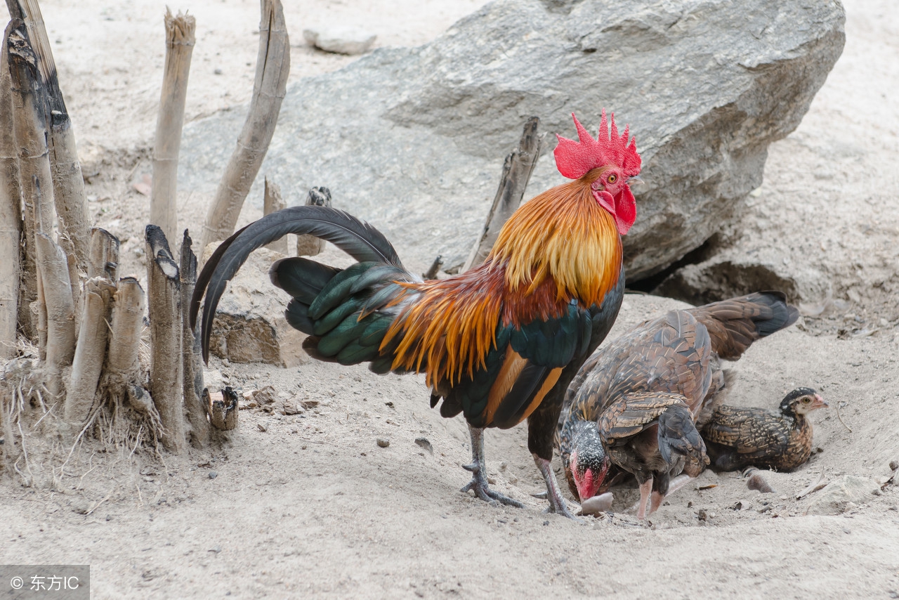 生肖鸡的一生财运都极强,生肖鸡运程一生的运气