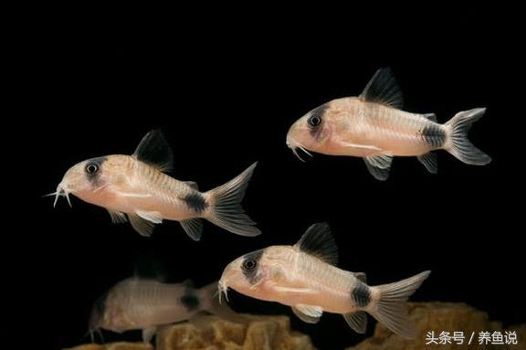老鼠鱼观赏鱼能养多大,老鼠鱼怎么养才能爆缸