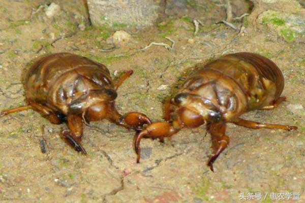 金蝉养殖技术全过程,金蝉养殖技术方法视频大全