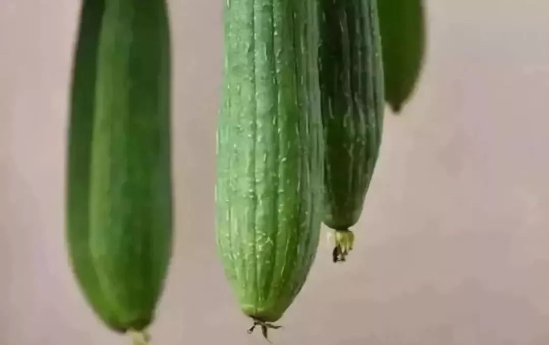 夏季吃瓜季多吃这5种瓜消暑清热,暑夏常吃的七种瓜是哪几种