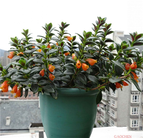 水培金鱼吊兰老是掉叶子枯萎,金鱼吊兰水培不发根怎么回事