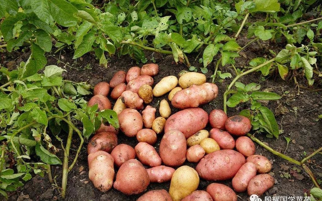 内蒙古三件套特产,推荐内蒙特产的一句话