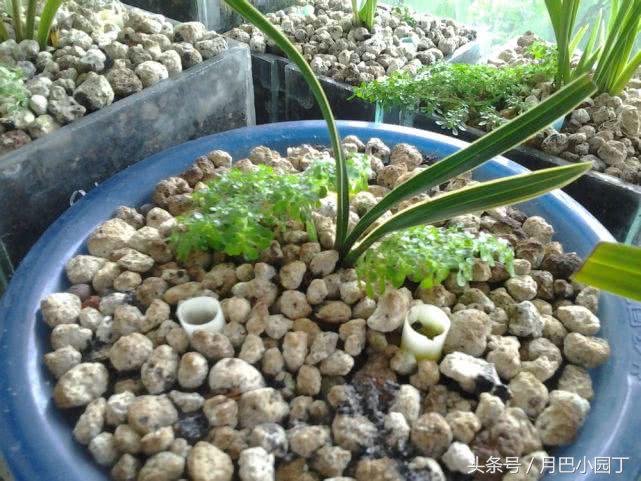 怎么养让兰花壮根,夏天养兰花能铺水苔吗