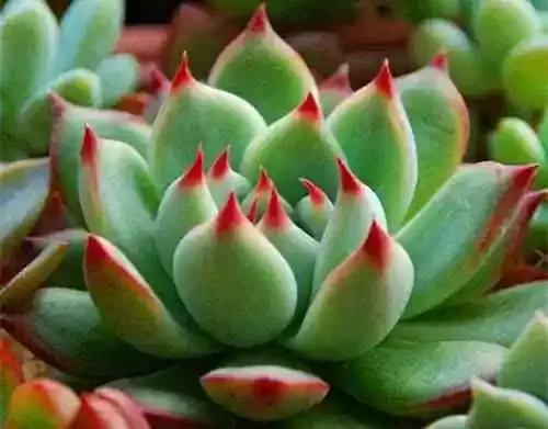 多肉植物水浇多了,多肉植物可以浇橘子皮水吗