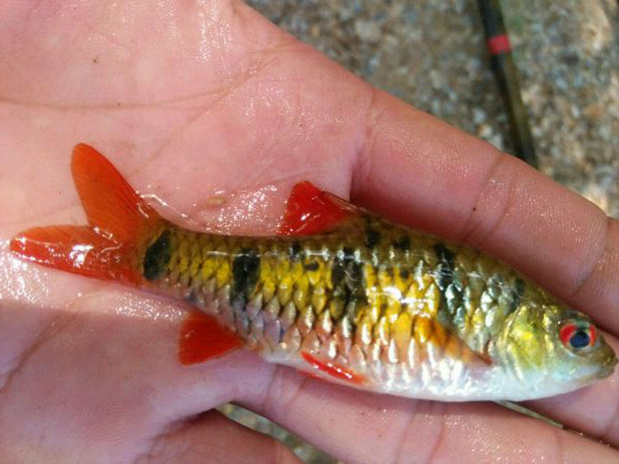 溪流钓常见的鱼,野钓常见的小鱼