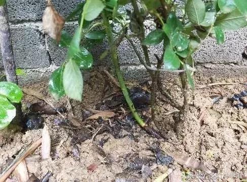 月季压枝促笋老枝条怎样处理,月季怎么养可以开爆花
