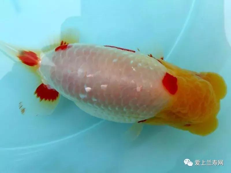 日本金鱼品种大全,日本东京金鱼多少钱一条