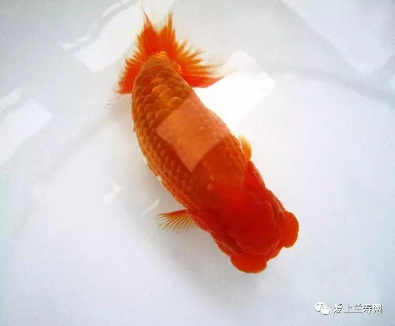 日本金鱼品种大全,日本东京金鱼多少钱一条