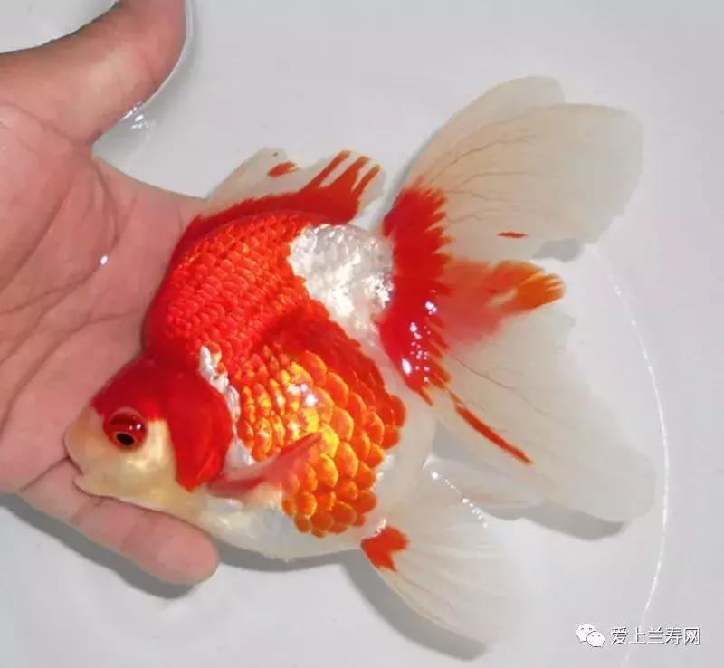 日本金鱼品种大全,日本东京金鱼多少钱一条